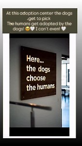 Watch this to warm your heart!!! Dog is God spelt backwards. God’s love in action here. #lovemore #dogs | Darleen Santore