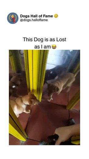 Dogs • Cute Dogs • Dog Videos on Instagram: "A dog's complete mental breakdown encountering multiple mirrors simultaneously — where one reflection is confusing but many creates existential crisis through overwhelming identical-dog multiplication. One second there's a dog in a mirror room, the next they're spinning frantically trying to track dozens of themselves appearing from every direction creating cognitive overload. The desperate head turns, the frantic investigations, the visible panic — e