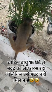 291 reactions · 7 comments | Rescue story of injured Vaayu You can help us by sharing the reel or by following us  | Aasra - ''The helping hands'' | Facebook