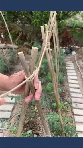 Learn diagonal lashing technique for plant supports #knotskills #lifehacks #DIYtips #shorts