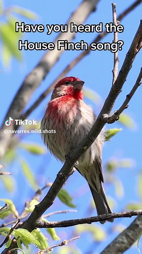Nostalgic House Finch Song Compilation