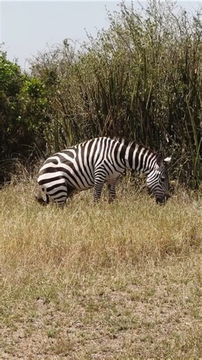 Os povos indígenas africanos são vítimas terríveis! #wildlife