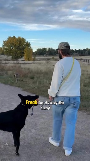 Dog Play Boundaries With The E Collar  Life changing stuff for a...