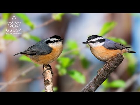 Soothing Bird Sounds - Nature Sounds for Deep Sleep – Gentle Chirping and Singing of Birds