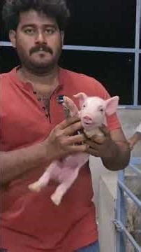 Teeth cutting for piglets ph.no:8328001063#pigbreeding #pets #bestbreed #rrpigfarm #pigs #pigfeed.