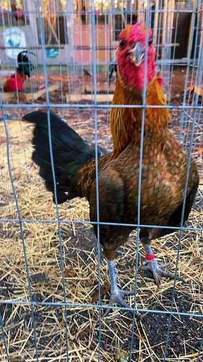 #balckriverfarm910 #gallosfinosdpelea #gallosdeconbate #gamefowlbreeders #gallomexicano #gamefowlbreeders