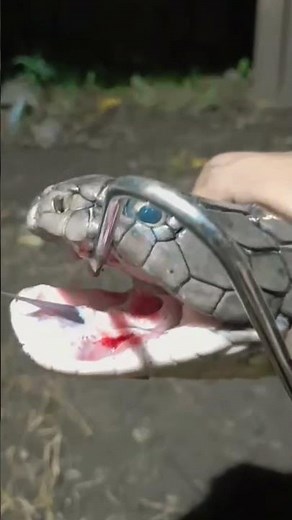 A Close Look at Cobra Fangs Filled with Deadly Venom#shorts #animals