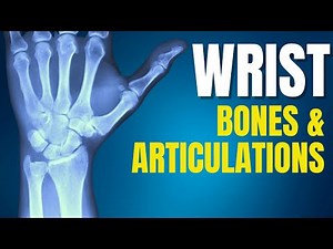 Wrist Anatomy | Wrist Bones, Wrist Articulations and Joints For Occupational Therapists