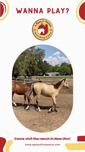 The Peanut gang knows how to entertain volunteers. So c'mon down. And bring some company too. | A Place for Peanut, Inc.