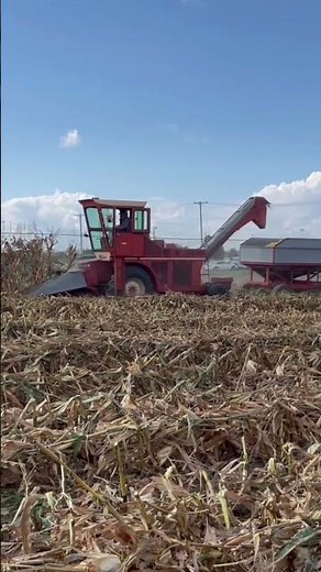 Last Rows of Corn for 2025 Half Century of Progress #dailyvlog #shorts #vlog#farming#trendingshorts