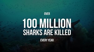 236K views | Sea Shepherd on Reels | Facebook