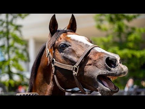 Displayed at the Track, Tanino Gimlet Lets Out a Roar You Can Feel in Your Bones