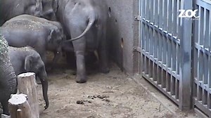 Watch this incredible footage of an Asian elephant calf being born and finding her feet for the first time, surrounded by the rest of the herd at Dublin Zoo! | The Zoo TV Series
