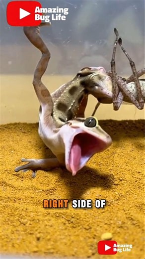 Spider-Man Web Trap vs Giant Lizard 😳 #insects #nature #wildlife #shortsfeed #shortsviral