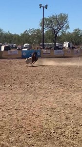 438K views · 864 reactions | What a start for Kimberley Harries at the Adelaide River Campdraft, belting out a 92 with Gods Little Acres in the Ladies. Hoping for a repeat performance with Liberty Jack who's up soon. Gotta love the cheer squad. Beautiful! | Select Sires | Facebook
