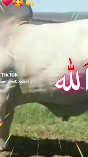 لا إله إلا الله - تسبيحات مميزة