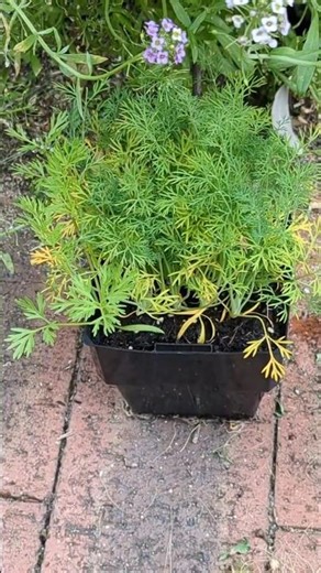 how to grow Dill from seeds‪@greenlifegardenau‬ #seedling #dill#garden#shorts#viral