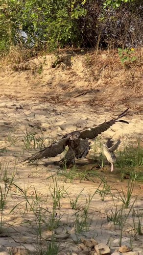 Living with Hawk Eagles: An In-Depth Look