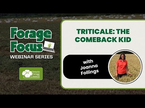 Triticale: The Comeback Kid