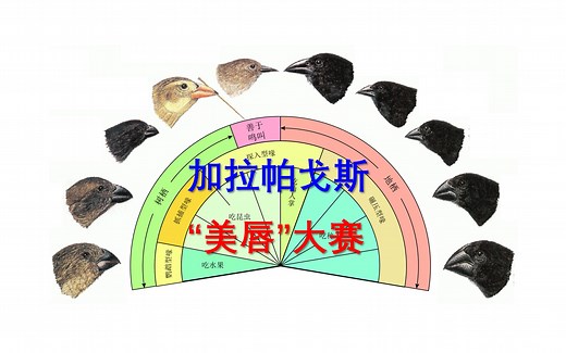 必修2第六章第3节：种群基因组成的变化和物种的形成（第2课时）