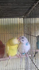 Budgie Couple .. .. . #budgies #budgiebreeding #breeding #breedingseason #budgiebird #fbreels #birdsolution #birds #fbreels23 #fbyシviral #fbreelsvideo #birdschallenge #birdsonearth #birdsaviary #birdlovers #birdsolution #reelsvideo #reelsfb #parakeets | Bird Solution