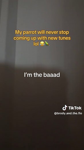 Talking Parrot Brody Sings Hilarious Tunes