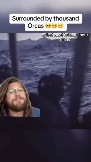 The Orca Man on Instagram: "Superpod of Orcas in Norway. First video is by Tony Meyer @orcaguide, an Orca guide in Norway and the second is a clip from a @natgeo special. The Orcas show up in CRAZY numbers #orca #orcas #killerwhales #killerwhale #orcatok"