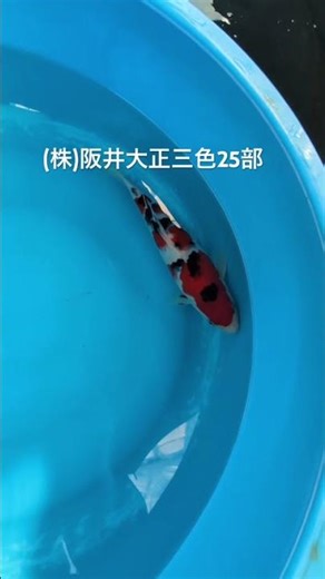 2026年1月9日(株)阪井大正三色25部(成田養魚園)