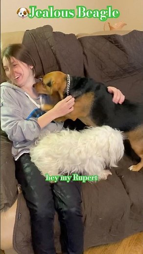 🐶Jealous but cute Beagle dog Rowdy Rupert routes beautiful Maltese Sarah out, kisses lovely Amber