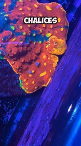 Have you seen a bouncing Rainbow Chalice before? Do you think the bubble will stay or maybe spread to our other Chalices? | Queen City Corals