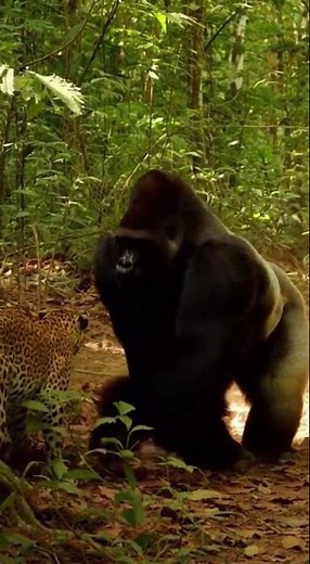 Epic Gorilla vs. Leopard Showdown #Gorilla #shorts