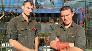 Should wild animals perform in circus shows?