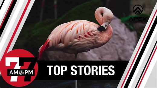 Tourist accused of bird-napping, torturing flamingo at iconic Strip resort