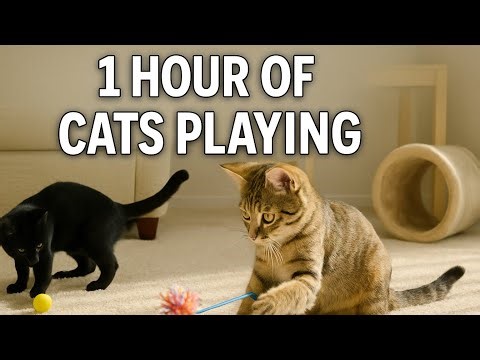 Ultimate Cat Playtime Marathon 🐱⏳ | 1 Hour of Cute & Funny Cats