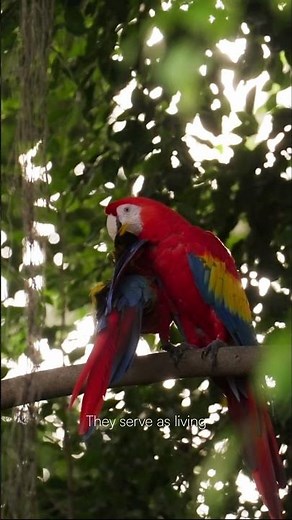 Scarlet Macaws: Proof That Costa Rica's Ecosystems are Thriving