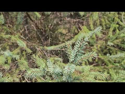 ID that Tree: Black Spruce