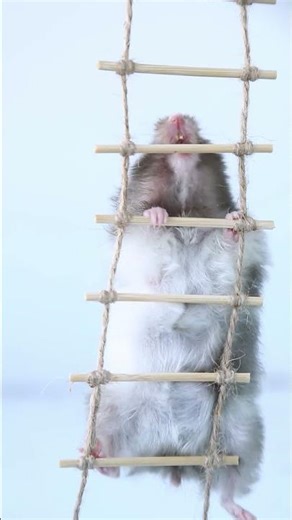 Learn about Ladder Fuels #wildfireprevention