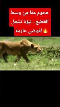 Sudden Attack in the Middle of the Herd.. A Lioness Sparks Total Chaos!🔥 #Documentary #SurvivalSt...