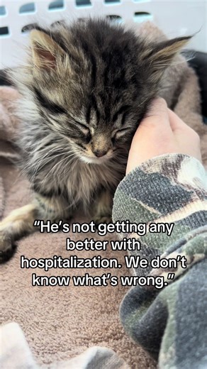 The Inspiring Journey of a Resilient Kitten