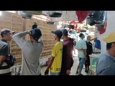 update stok burung terbaru murai gacor - anis kembang - pleci - ciblek - lovbet - sincan - DLL