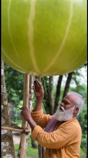 Giant Gooseberry Harvest to Taste – Real Village Life Cinematic 🍈🌿