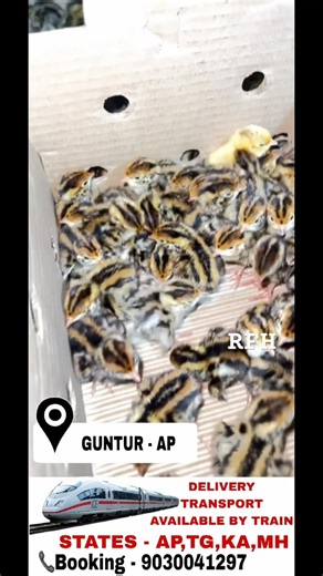 Quail Chicks #quailchicks #quailfarming