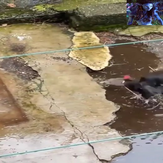 69K views · 1.3K reactions | Kung Fu Theatre - Rooster Style vs Golden Rat Style. | Fishing Life | Facebook