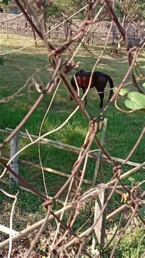 Horse Farm in Lipa City Batangas | Jenn Reyes Vlogs #shortsphilippines #horsefarm #lipacitybatangas