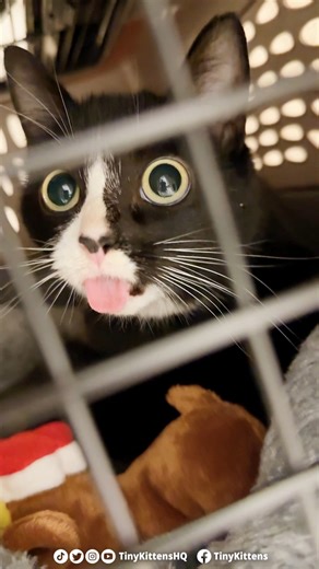 Please send all of your love and prayers our way today, as Teacup and Tomball both have a very big day! ❤️‍🩹 We don't yet know what the day will bring, but are hopeful we will get one step closer to freedom from pain and recovery. Teacup has a fused jaw, and can't open or close her mouth. It's a miracle she survived the severe trauma that caused such a debilitating injury to her jaw. Tomball was shot in the face earlier in his life, which broke his jaw and left ballistics fragments throughout h