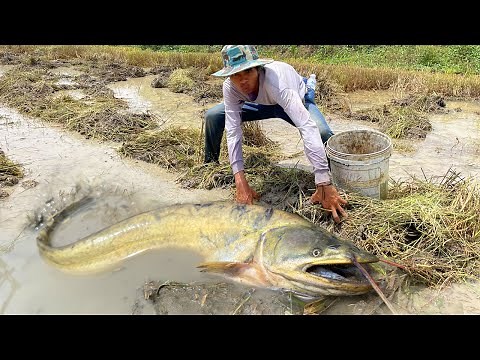 How to Catch Copper Snakehead Fish: A Step-by-Step Guide