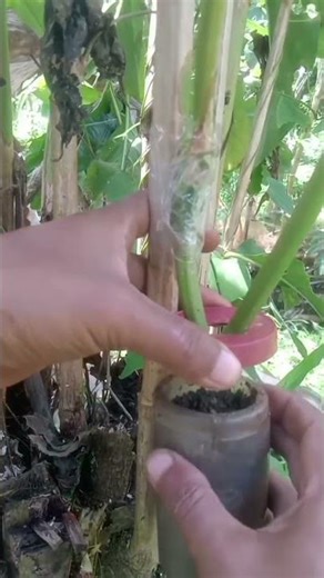 easy technique for grafting tree trunks