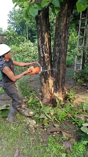 Tree Cutting Safety: Techniques and Best Practices