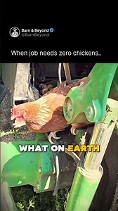 When job needs zero chickens. #farmanimals #rurallife