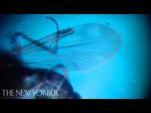 The Foldscope: A Paper Microscope that Costs $1